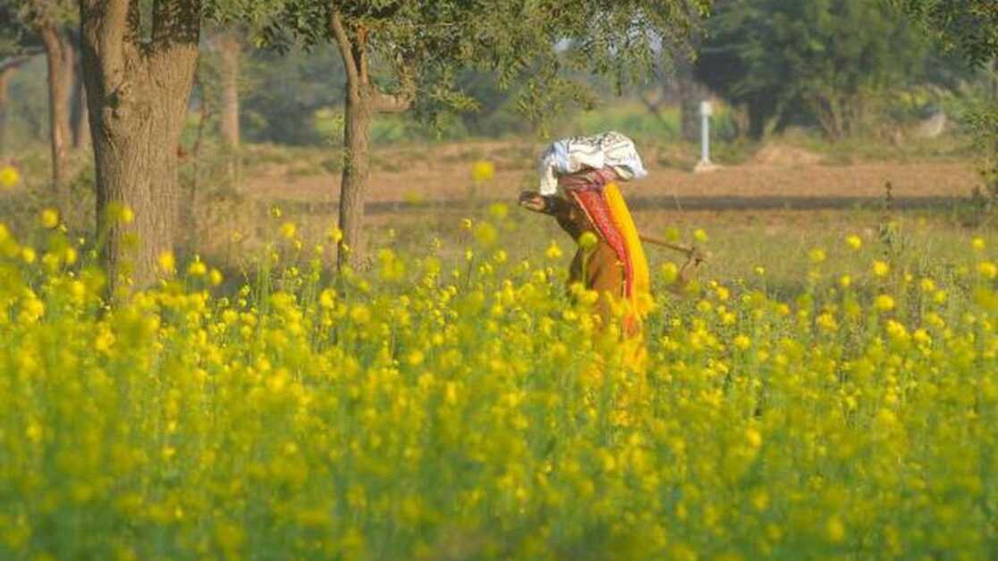 किसानों को फसलों के नुकसान का आकलन खुद करने देने के लिए राजस्थान में पहल