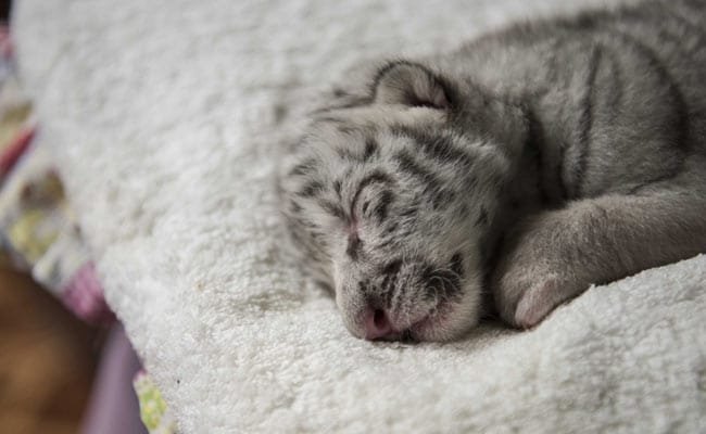 दुर्लभ सफेद बाघ शावक ग्रीक स्ट्रीट पर परित्यक्त पाया गया: एनिमल पार्क