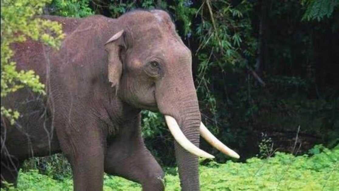 बिहार के किशनगंज में दांत कटा हुआ जंगली हाथी का शव मिला है
