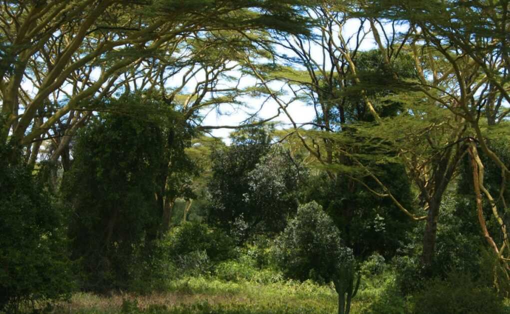 केन्याई जंगल में मृत मिले 4 लोग, 'यीशु से मिलने' के लिए कर रहे थे उपवास