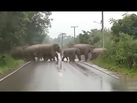 Elephant says thank you after the herd crossed the road...