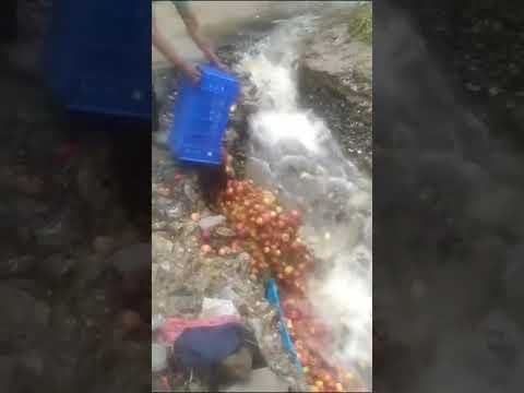 सेब पानी में क्यों फेंक रहे हैं हिमांचल के किसान? || Apples Thrown in Water Himanchal July 2023